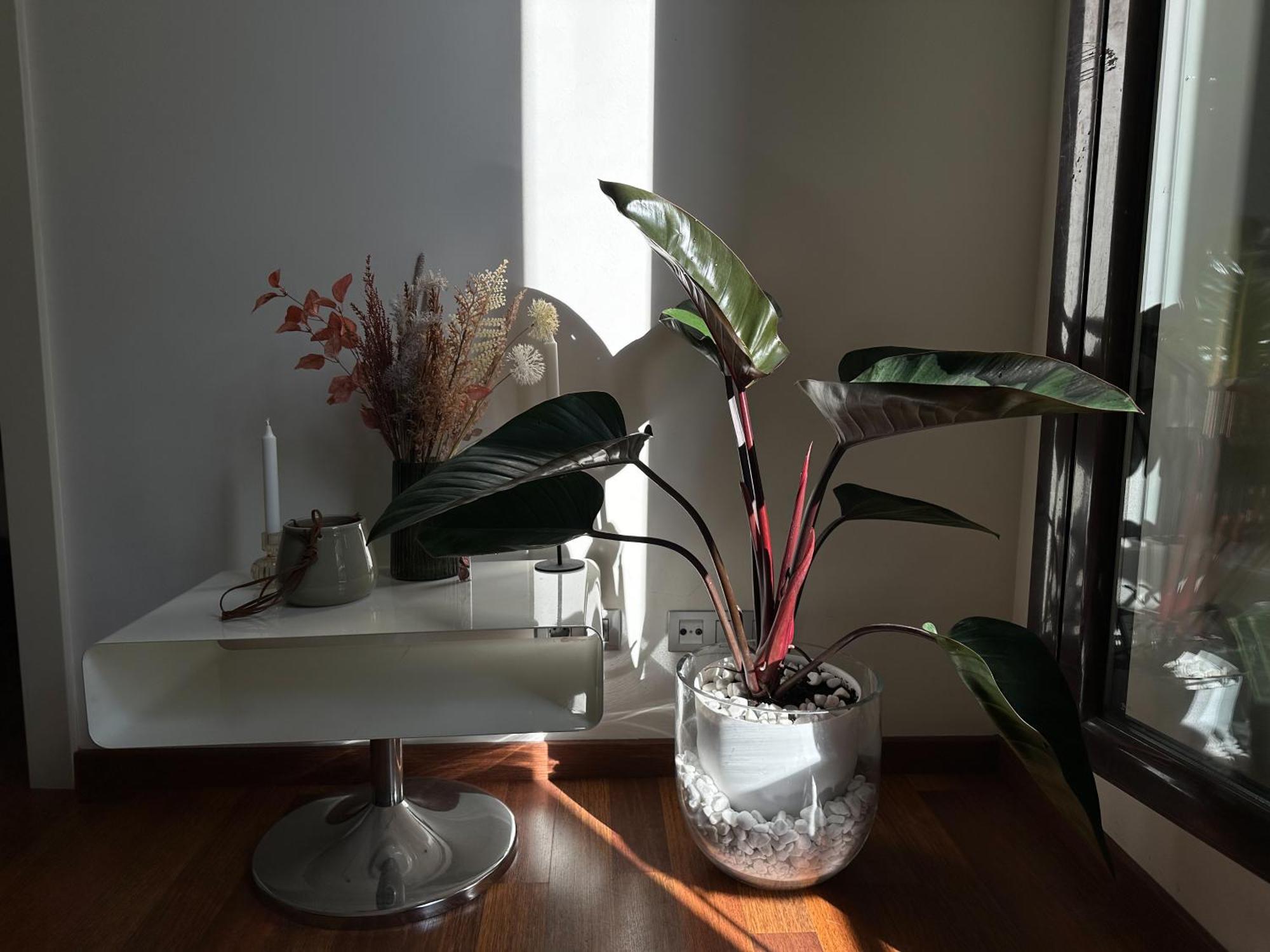 Cozy Place Picasso